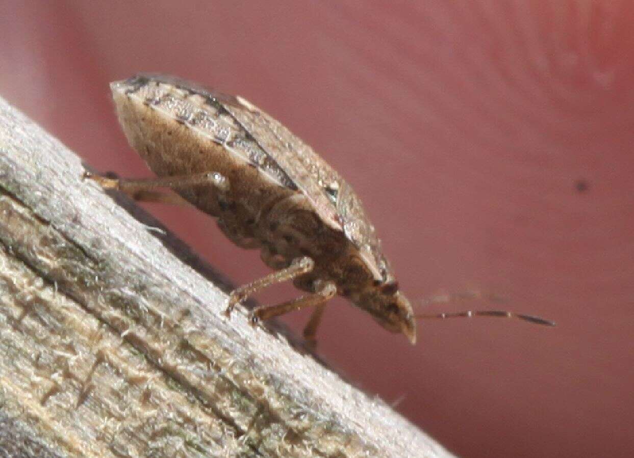 Sciocoris sideritidis resmi