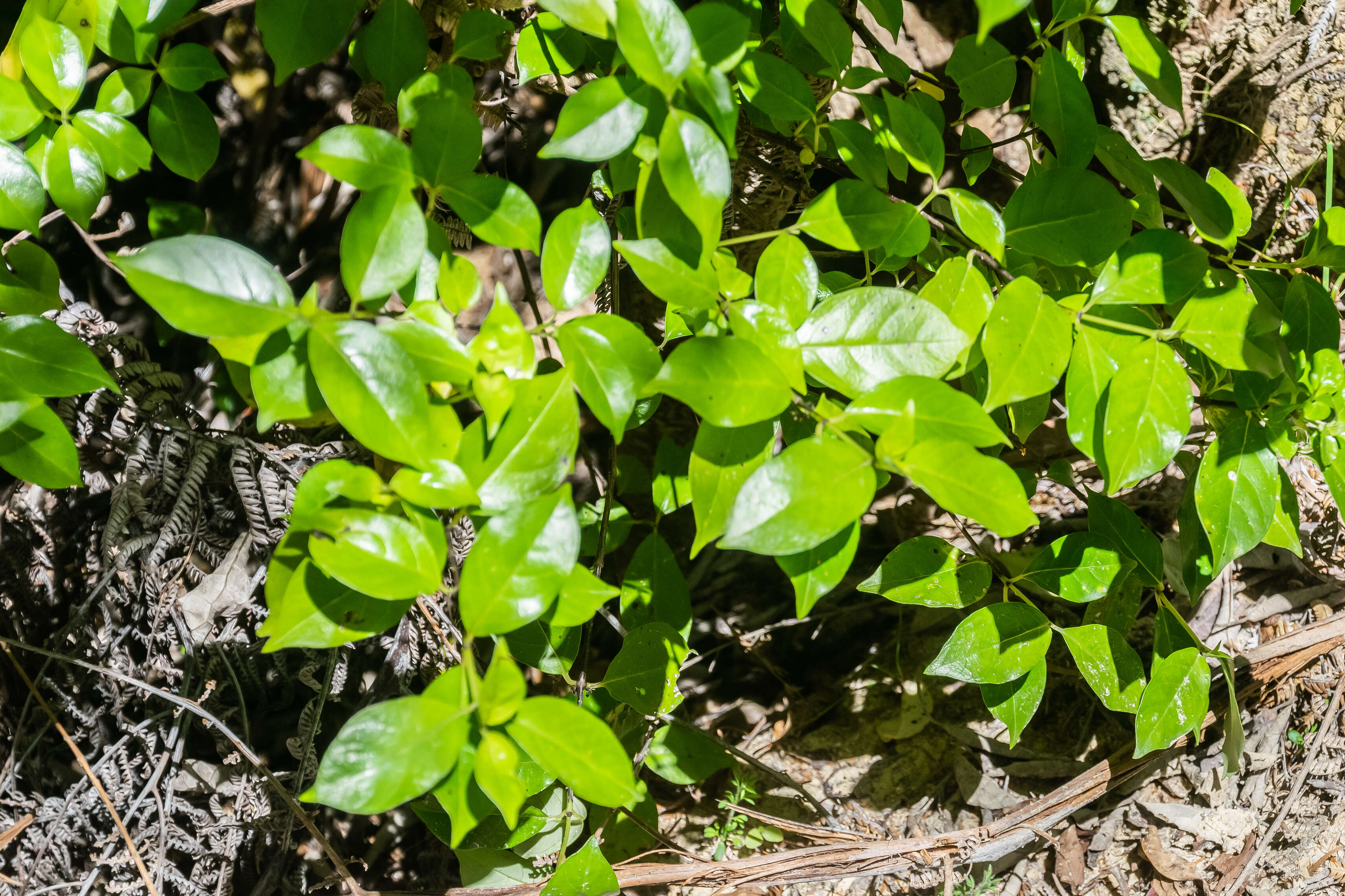 Imagem de Geniostoma rupestre var. ligustrifolium (Cunn.) B. J. Conn