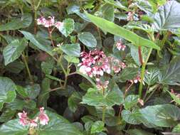 Image of Begonia domingensis A. DC.