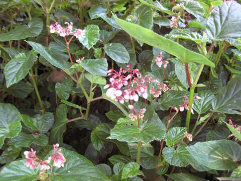 Image of Begonia domingensis A. DC.