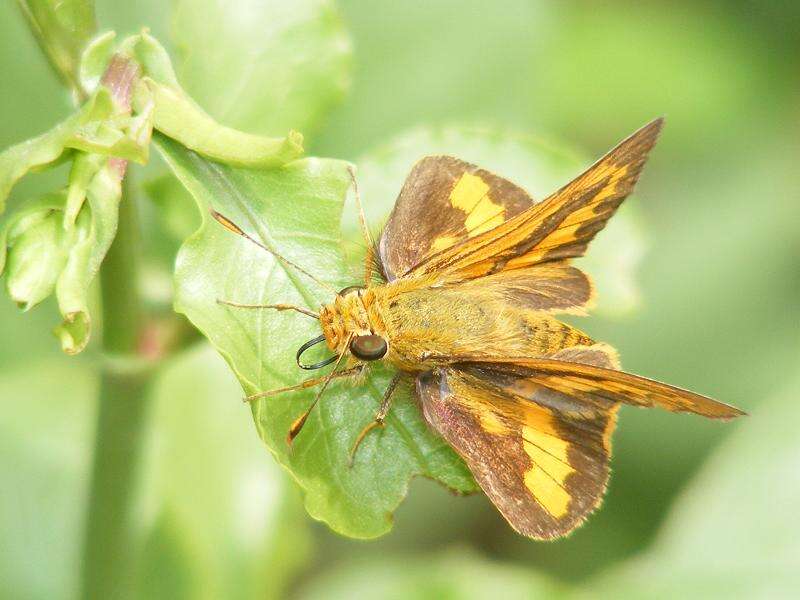 Image of Dark Palm Dart