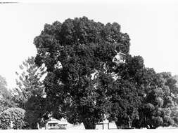 Image of Port Jackson fig