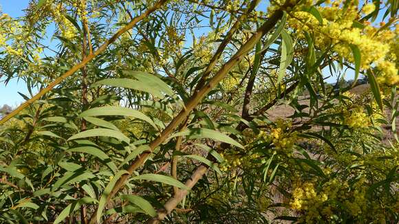 Image of red-leaf wattle