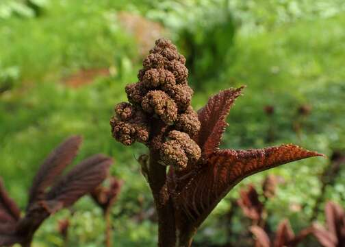 Image of Rodgersia aesculifolia Batalin