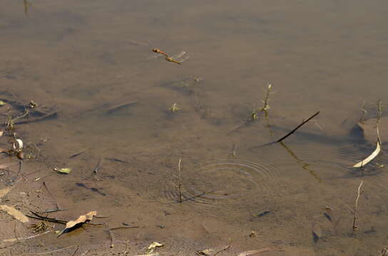 Image of Rainpool Gliders