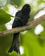 Image of Fork-tailed Drongo-Cuckoo