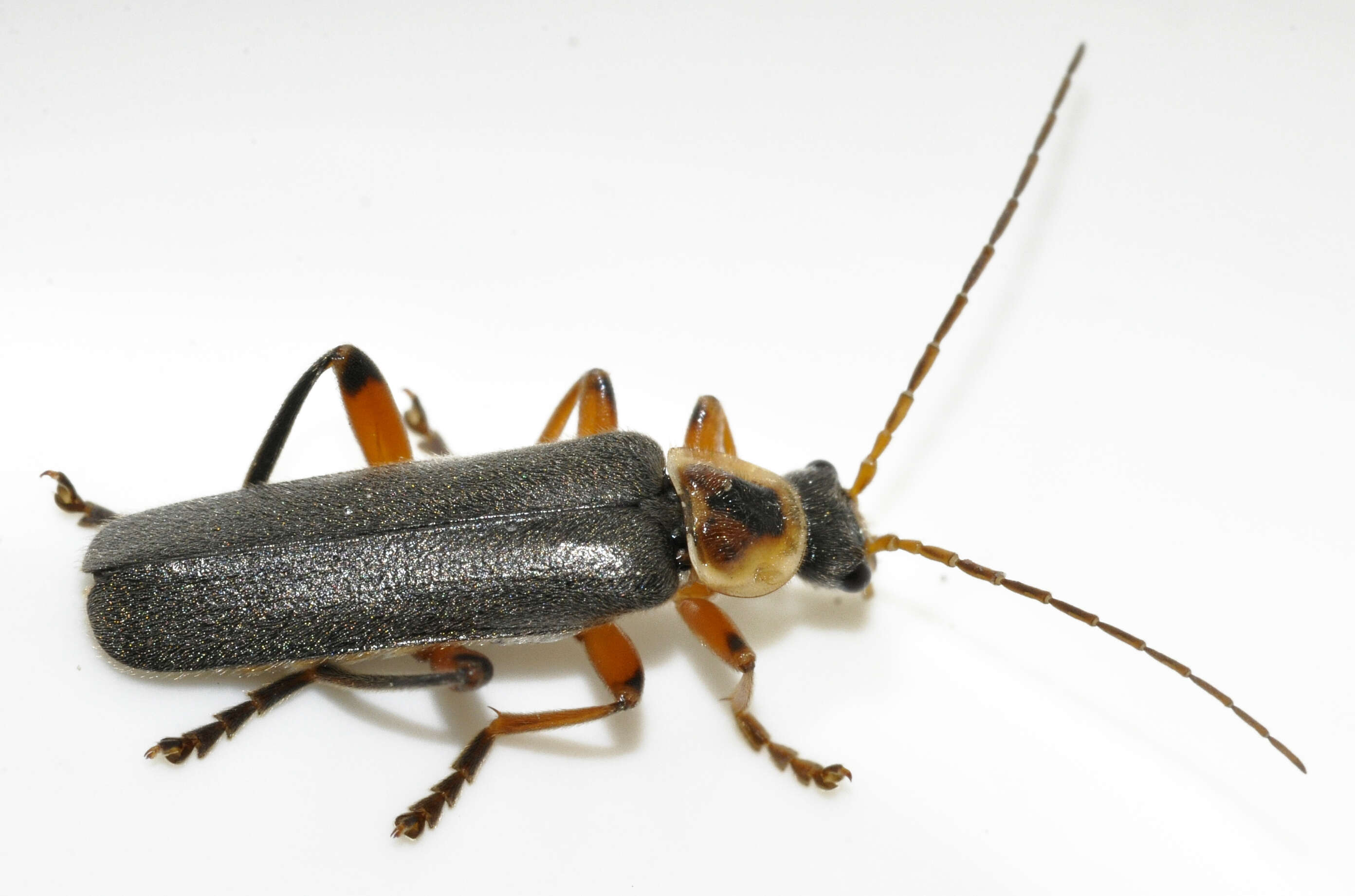 Imagem de Cantharis nigricans