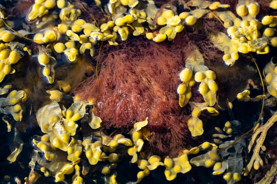 Image of Bladder Wrack