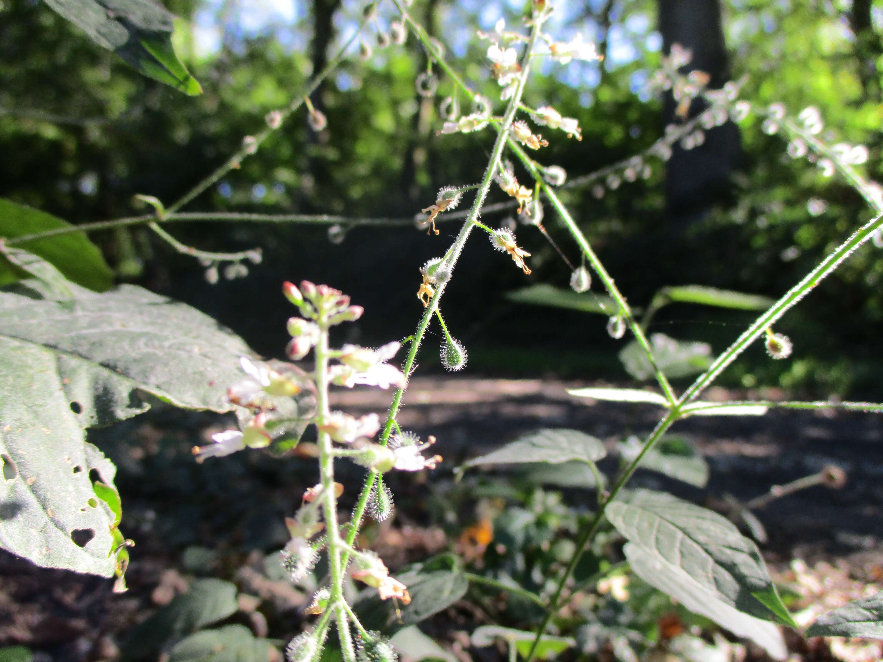 Plancia ëd Circaea lutetiana L.