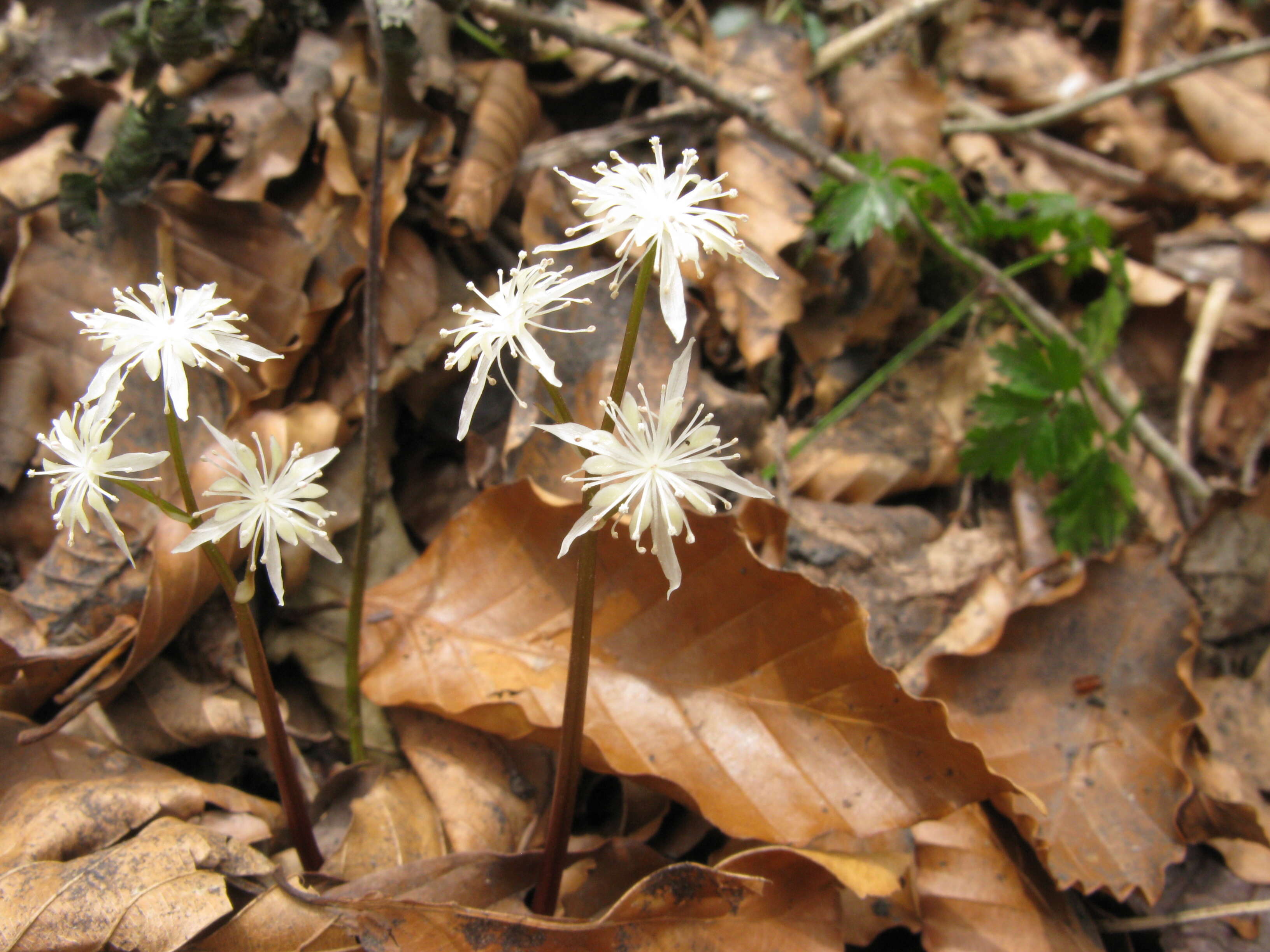 Image de Coptis japonica (Thunb.) Makino