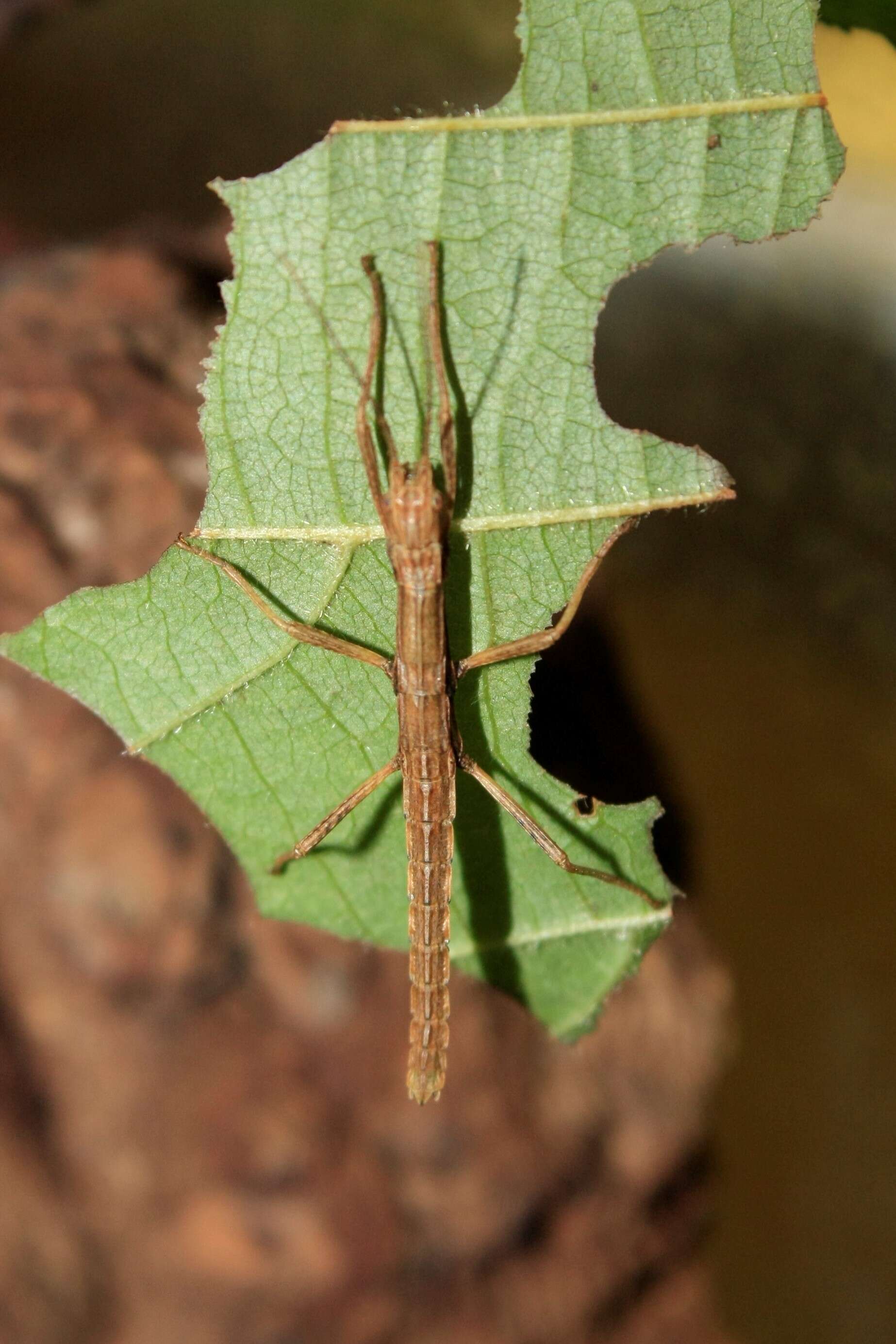 Image of Eubulides