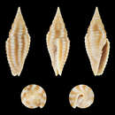 Image of Imbricaria flammea (Quoy & Gaimard 1833)