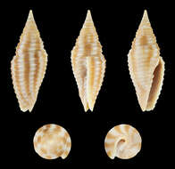 Image of Imbricaria flammea (Quoy & Gaimard 1833)