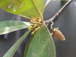 Image of Rhizophora racemosa G. F. W. Meyer