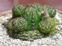 Image of Echinopsis arachnacantha (Buining & F. Ritter) H. Friedrich