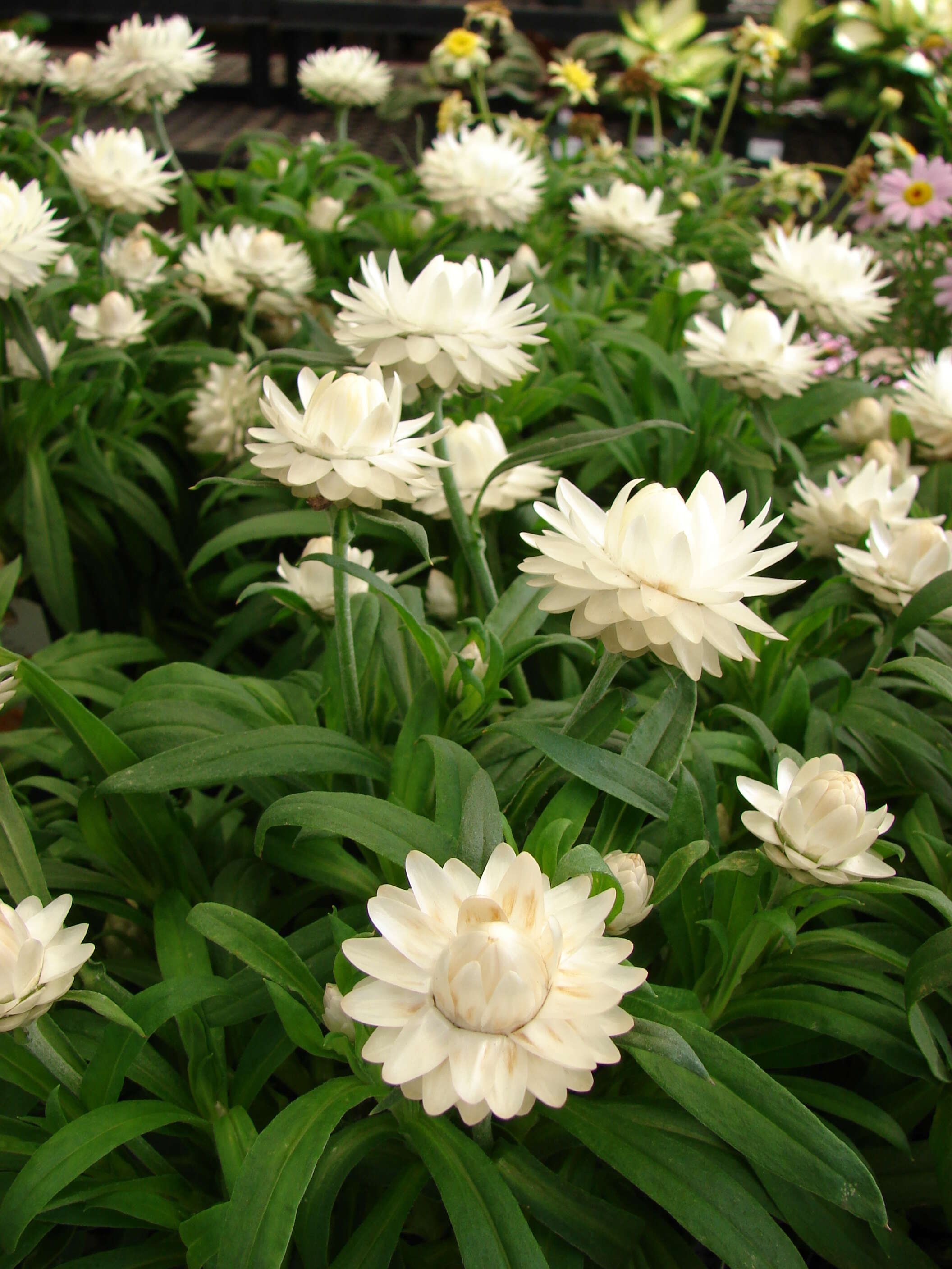 Plancia ëd Xerochrysum bracteatum (Vent.) N. N. Tzvel.