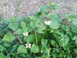 Image of white deadnettle