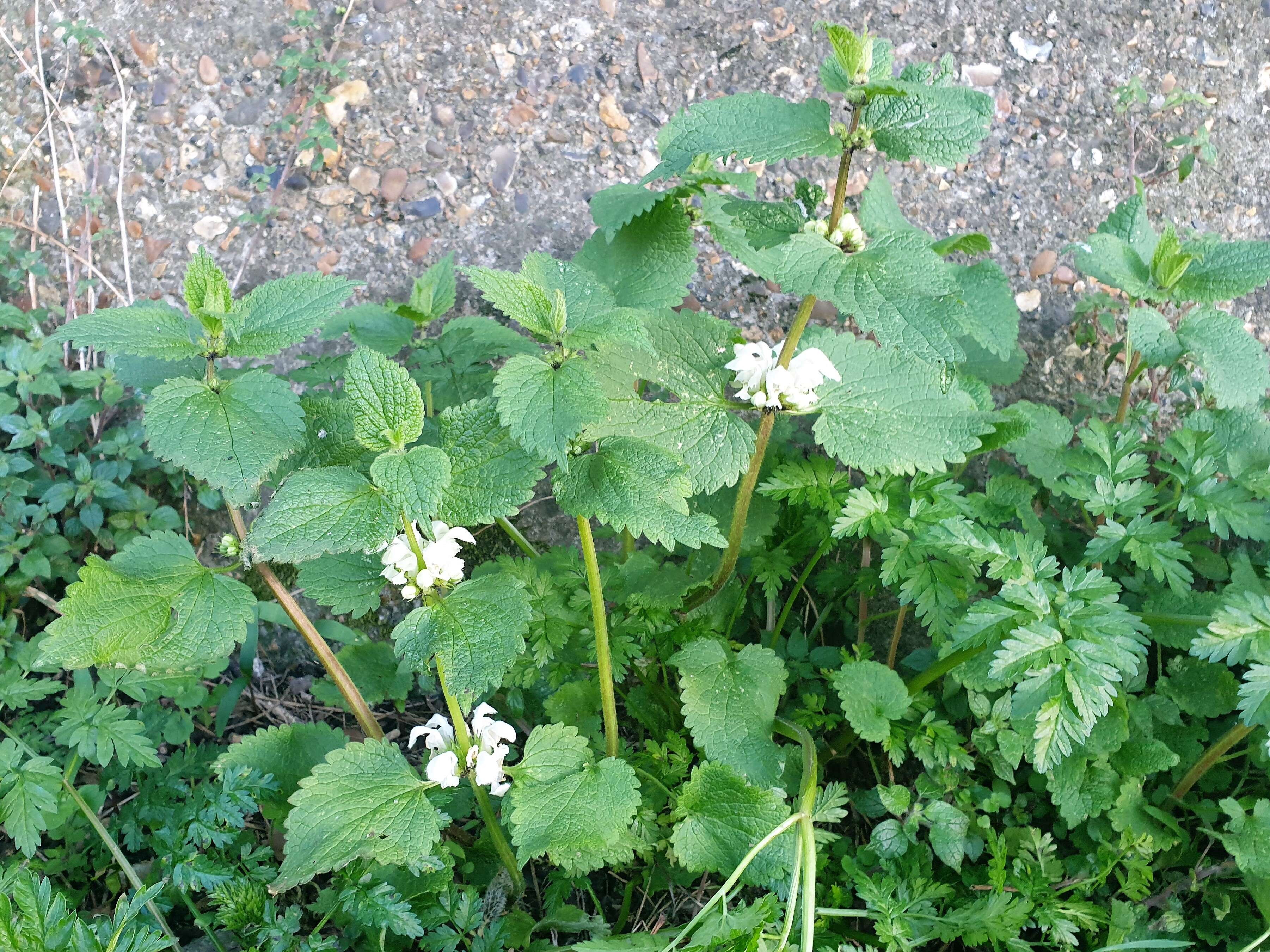 Image of white deadnettle