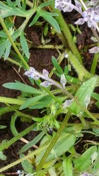 Image of Early Forget-me-not