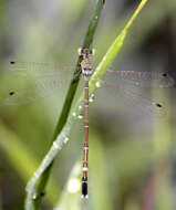 Platylestes kirani resmi