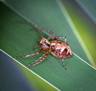 Image of Western Lynx Spider