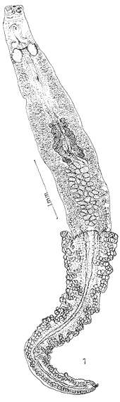 Image of Microcotylidae