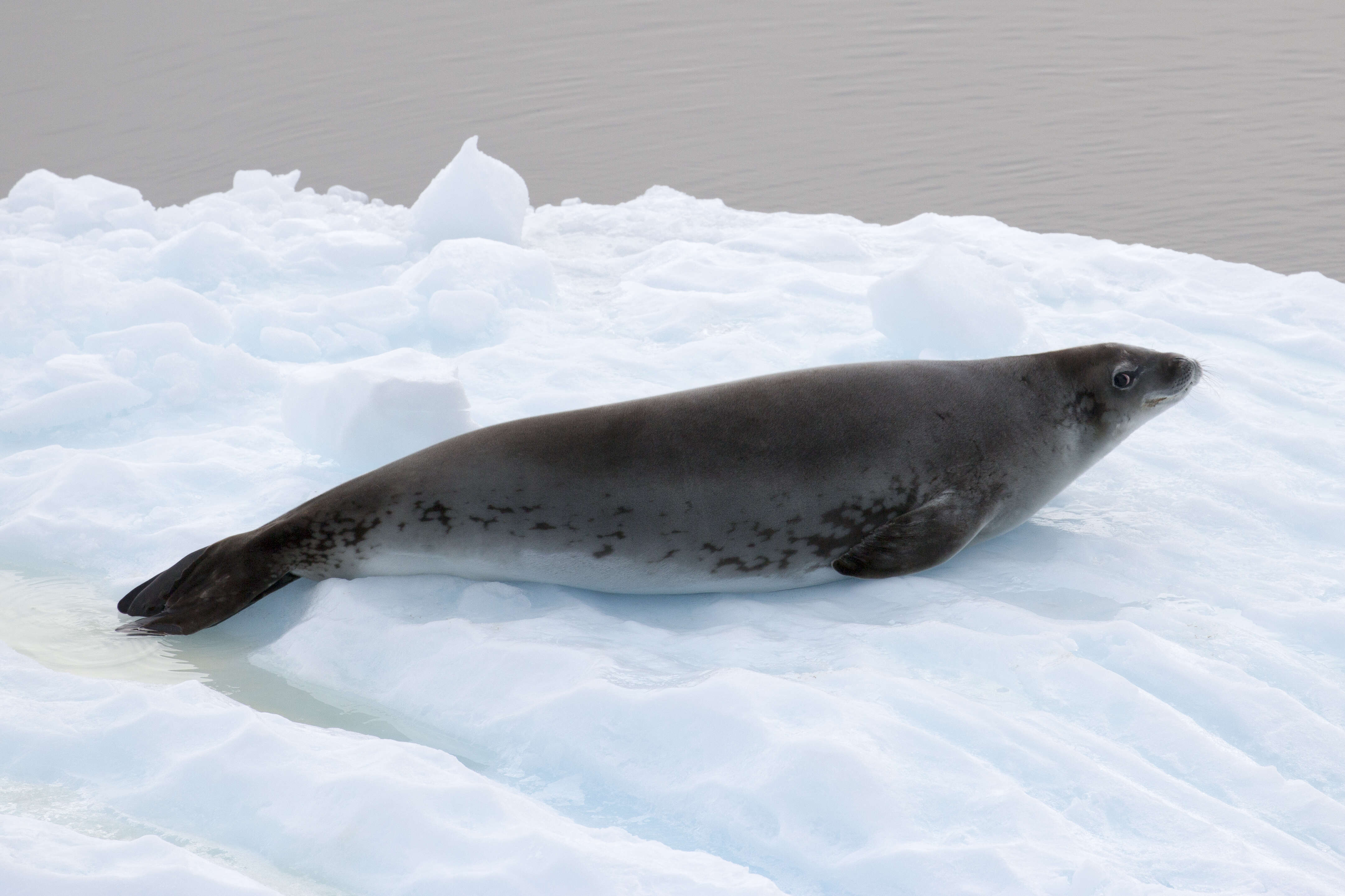 Image of leopard seal