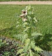 Image of black henbane