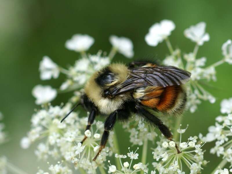 Image of Red-belted Bumble Bee