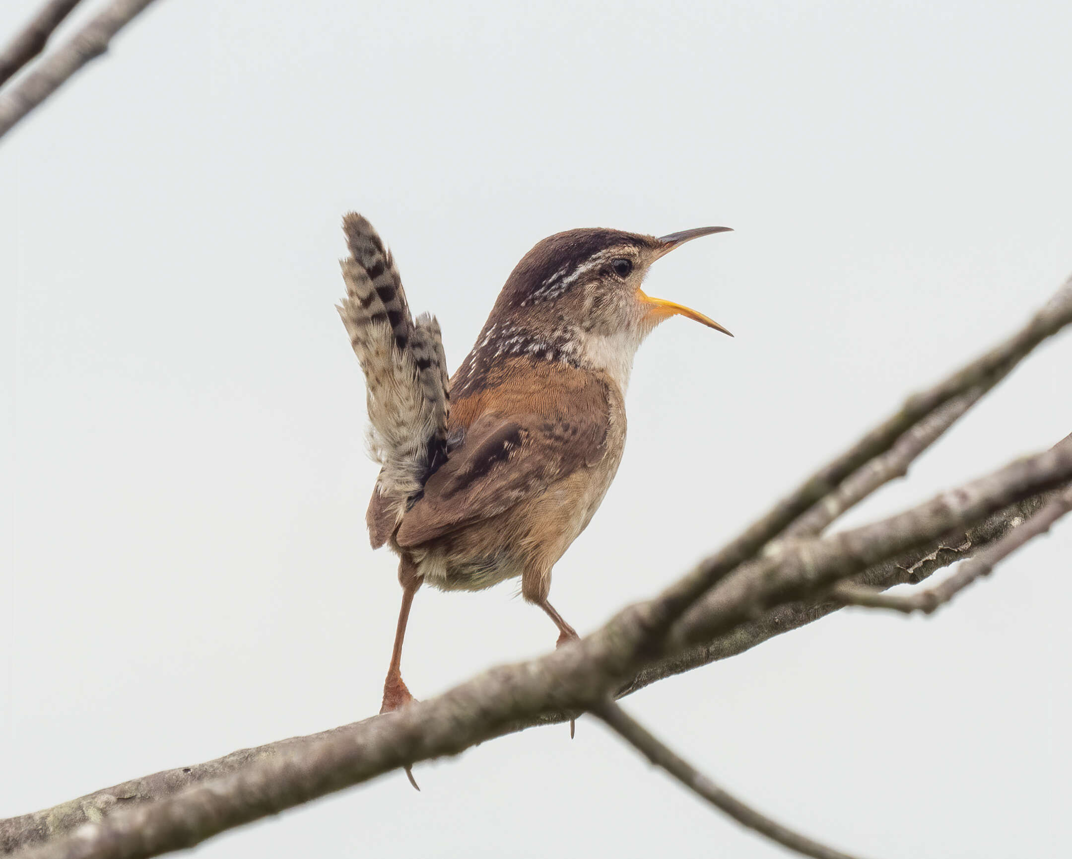 Image of Marsh Wren