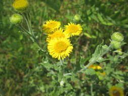 Image of common fleabane