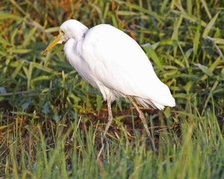 Imagem de Ardea intermedia Wagler 1829