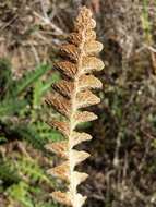 Plancia ëd Asplenium ceterach L.