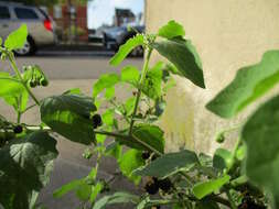 Image of European Black Nightshade