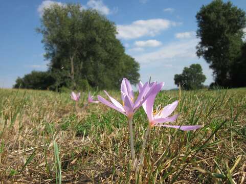 Image of Autumn crocus