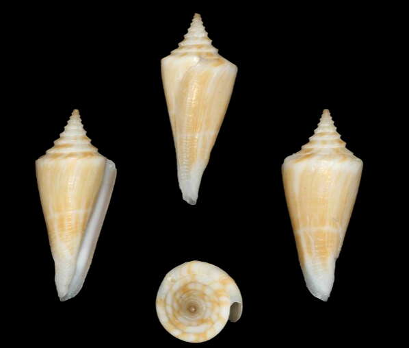 Image of Conus parascalaris Petuch 1987