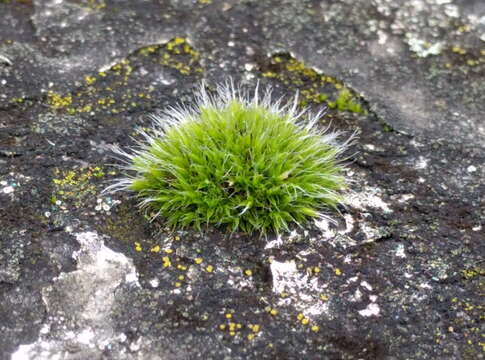 Image of pulvinate dry rock moss