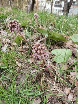 Image of pestilence wort