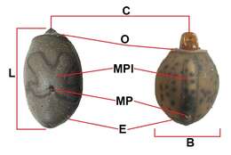 Image of Haaniella erringtoniae (Redtenbacher 1906)