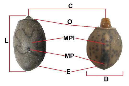 Image of Haaniella erringtoniae (Redtenbacher 1906)