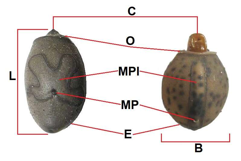 Image of Haaniella erringtoniae (Redtenbacher 1906)