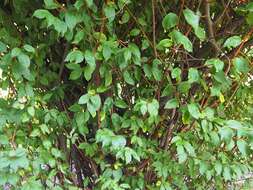 Image of cherry silverberry