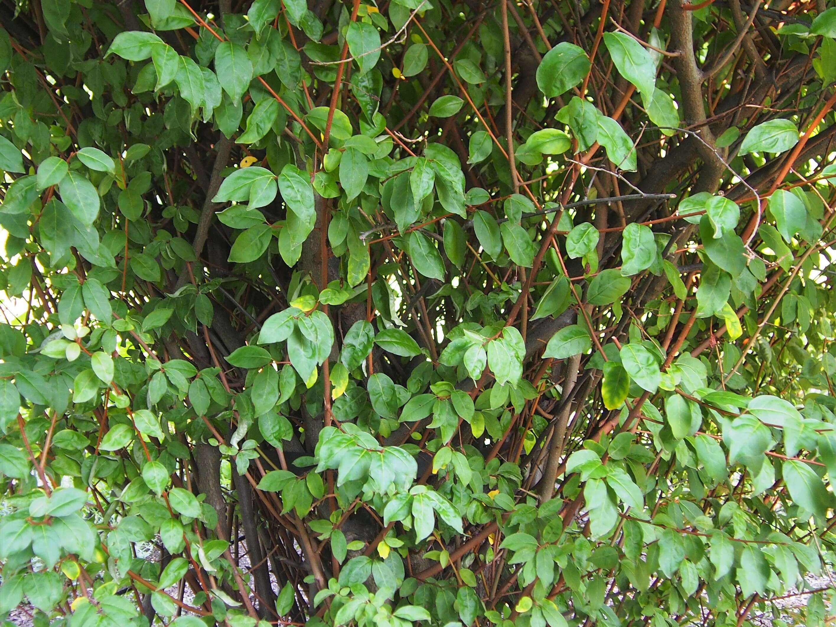 Image of cherry silverberry
