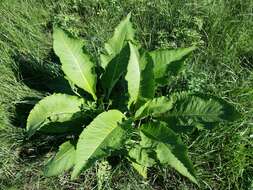 Inula helenium L. resmi