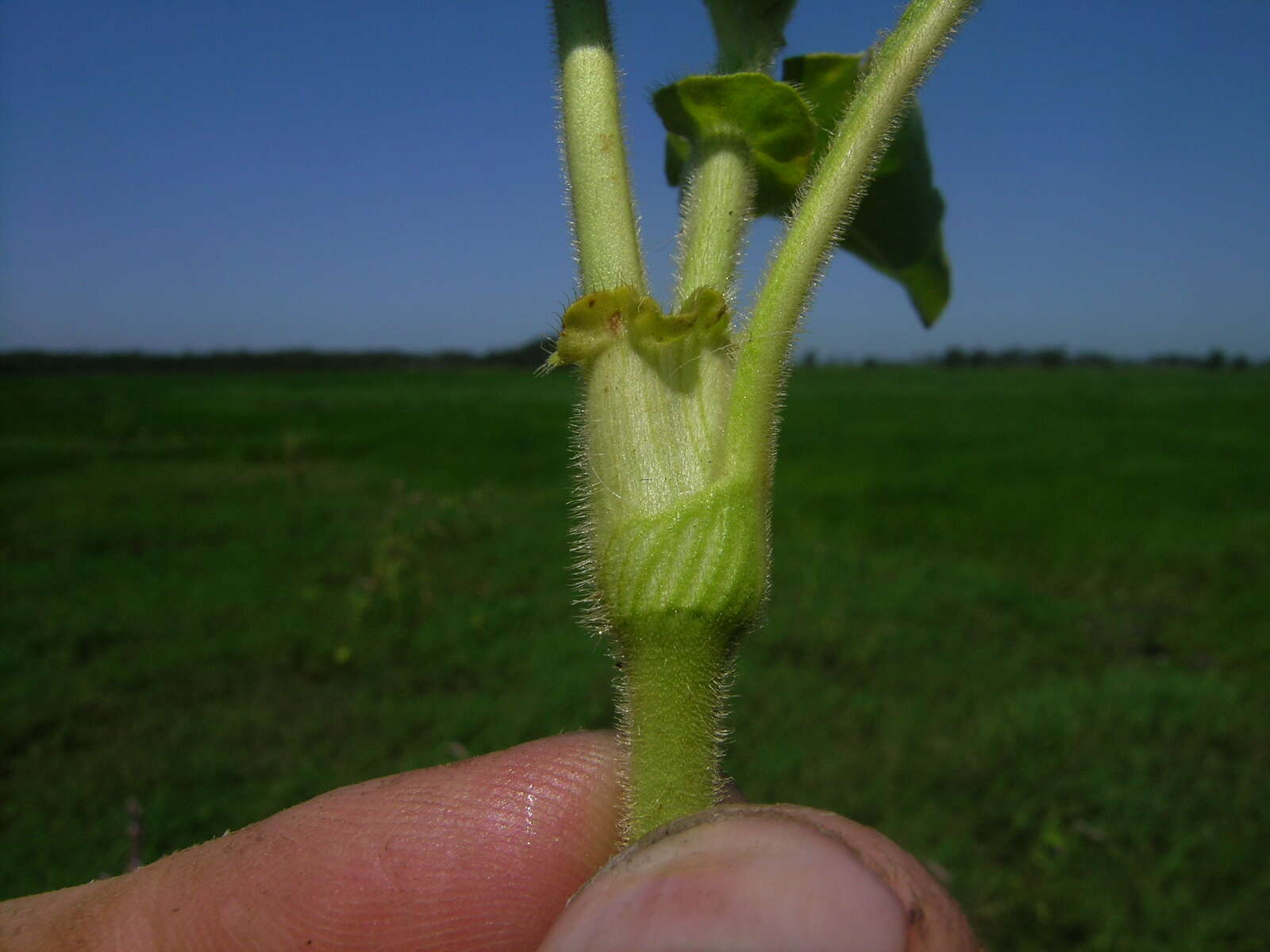 صورة Persicaria orientalis (L.) Spach