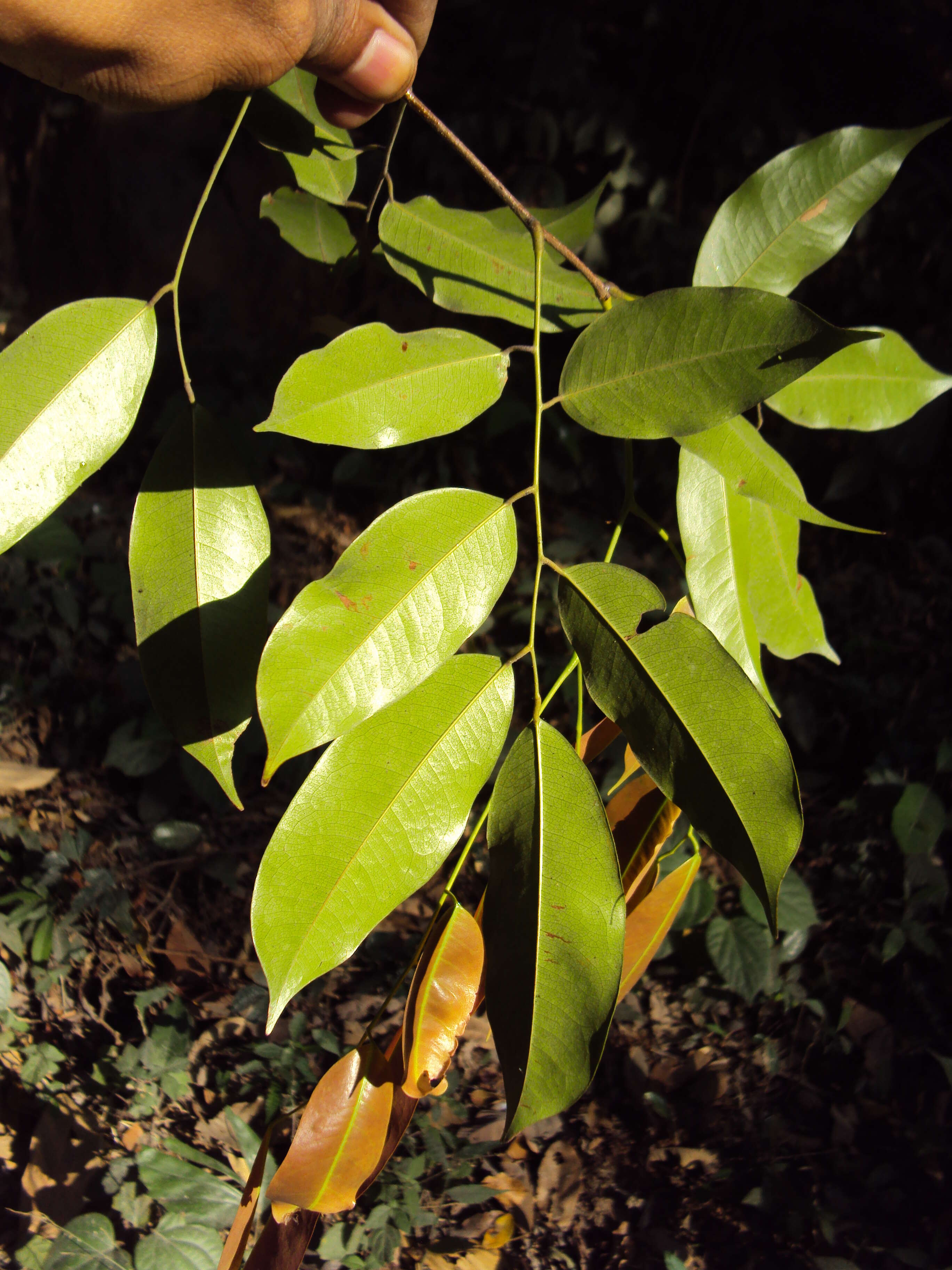 Image of Prioria pinnata