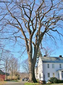 Image of American elm