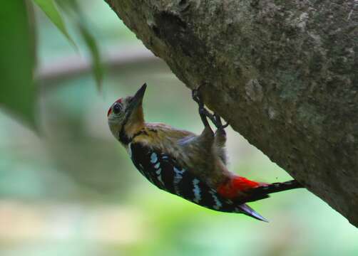 Image of Fulvous-breasted Woodpecker