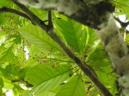Image of Sterculia parviflora Roxb.