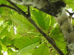 Imagem de Sterculia parviflora Roxb.